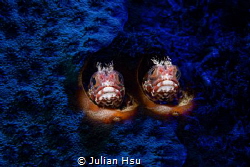 Twins by Julian Hsu 